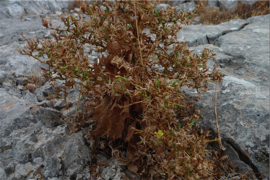 Lactuca longidentata / Lattuga del Monte Albo